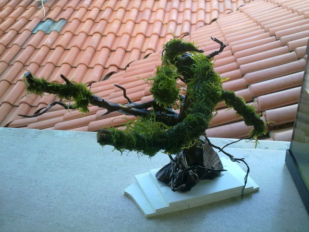 bonsai.jpg