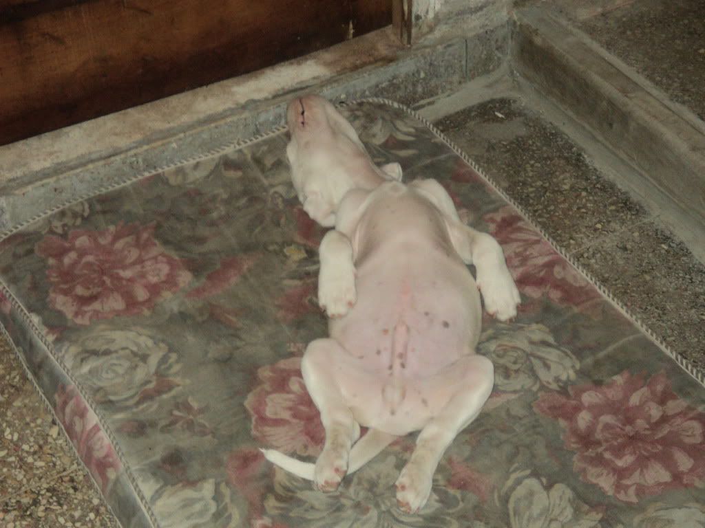 Dogo Argentino Dogo Argentino