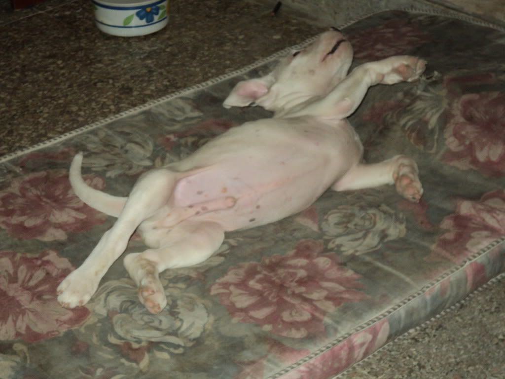 mi dogo mi dogo