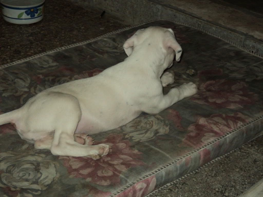 Dogo Argentino Dogo Argentino