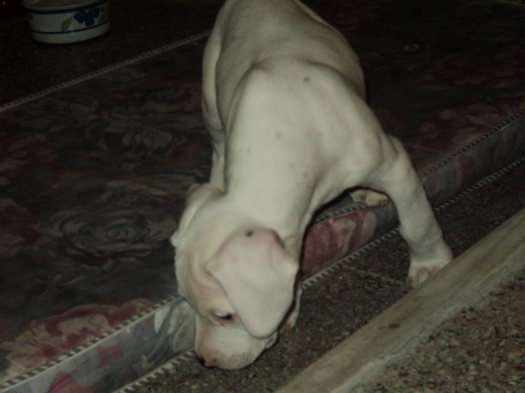 Mi Dogo Argentino (Reload) Mi Dogo Argentino (Reload)