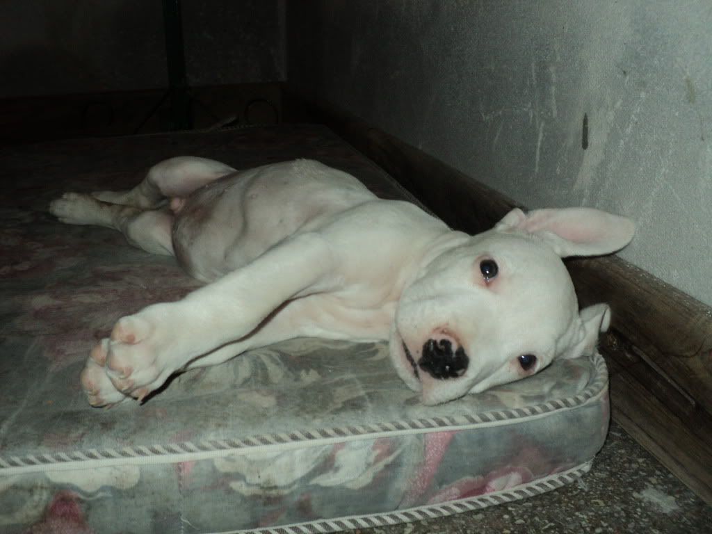 Dogo Argentino Dogo Argentino
