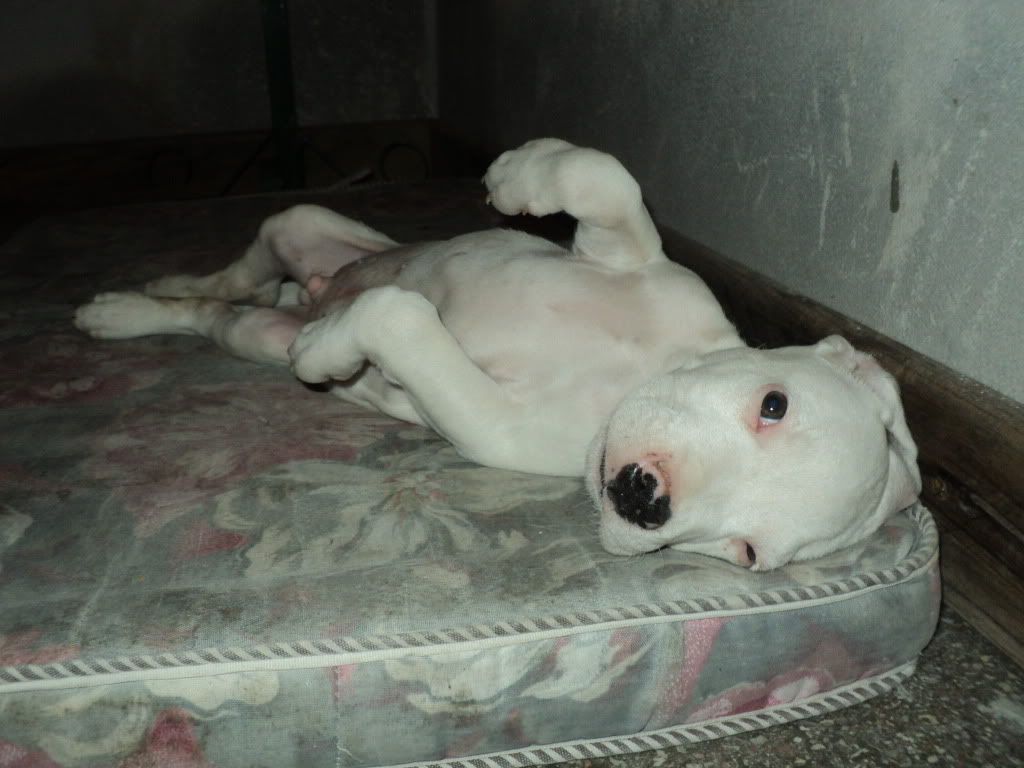 mi dogo mi dogo