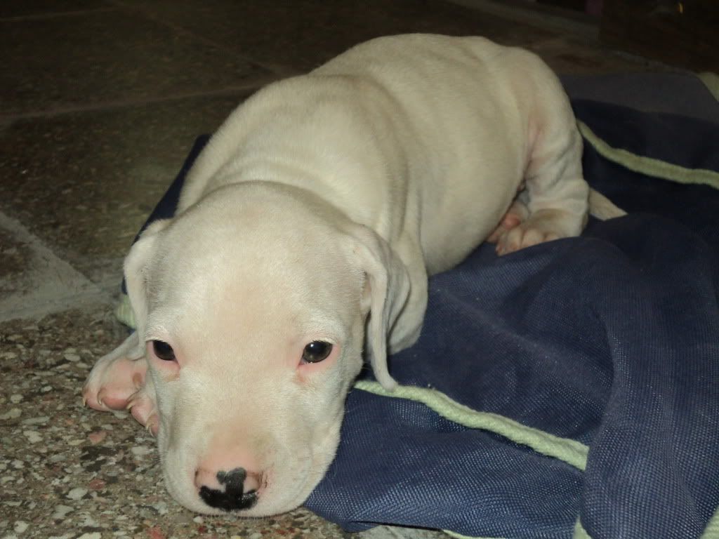 Mi Dogo Argentino (Reload) Mi Dogo Argentino (Reload)