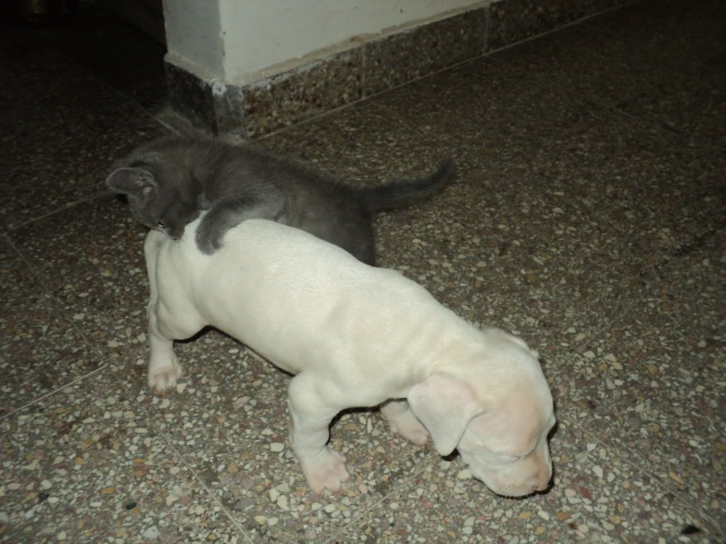 mascotas mascotas