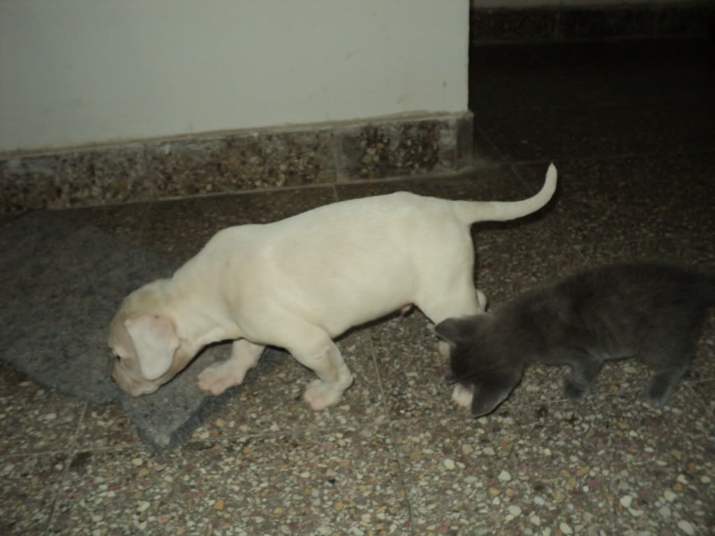 Mi Dogo Argentino (Reload) Mi Dogo Argentino (Reload)