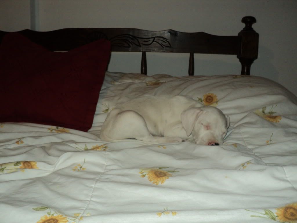 mi dogo mi dogo