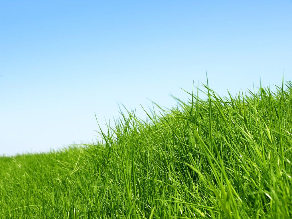 green grass photo: Grass Background green_grass.jpg