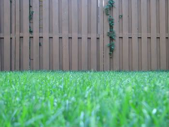 IMG_2330.jpg Downview of Grass picture by oliveoddity