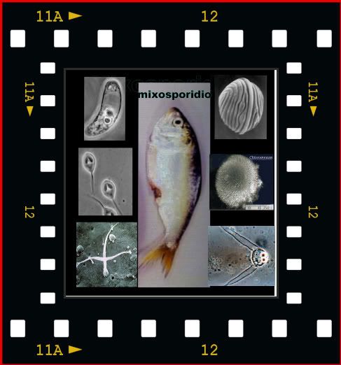 Icollagemixospori.jpg