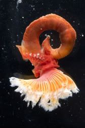 SERPULIDAE.jpg