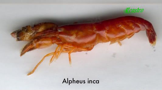 alpheuinc3.jpg