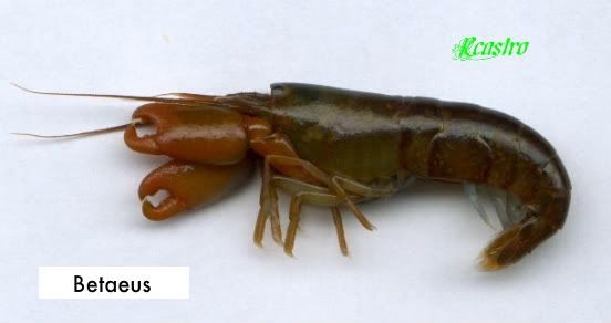 beaeusemargi.jpg