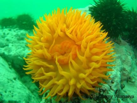ACTINIA.jpg