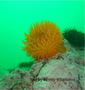 ACTINIA2.jpg