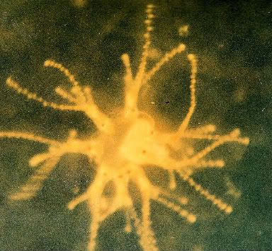 medusacostera003.jpg