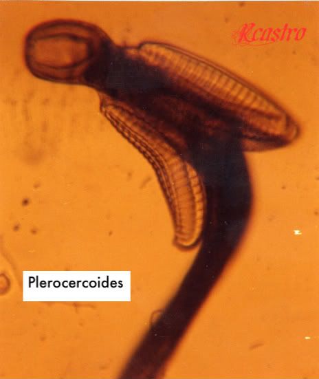 pleroce4rcoidesostoin001.jpg