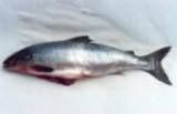 salmon3.jpg