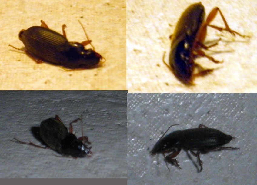insetto nero PESTFORUM