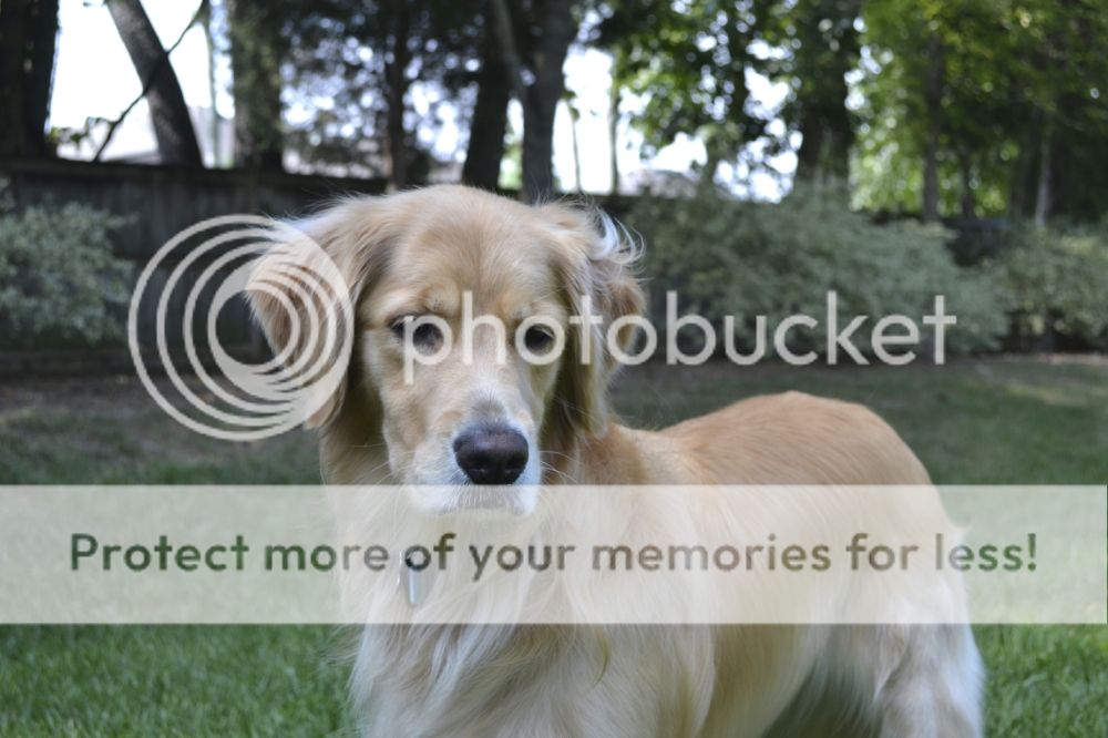 Photobucket - Video and Image Hosting